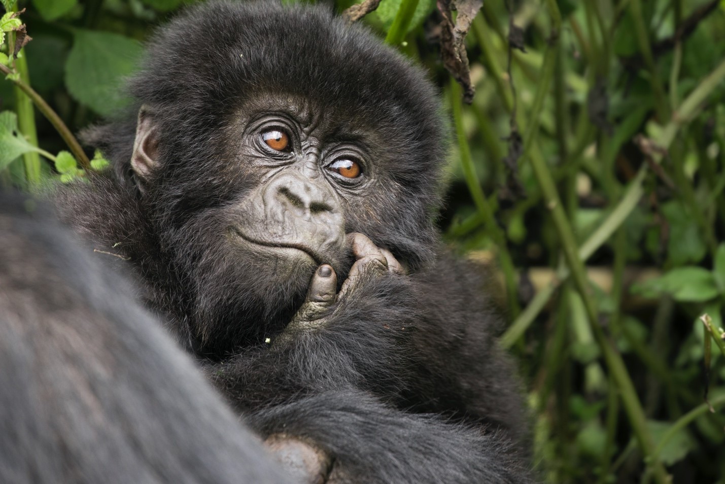 Tips for gorilla photography in Uganda and Rwanda