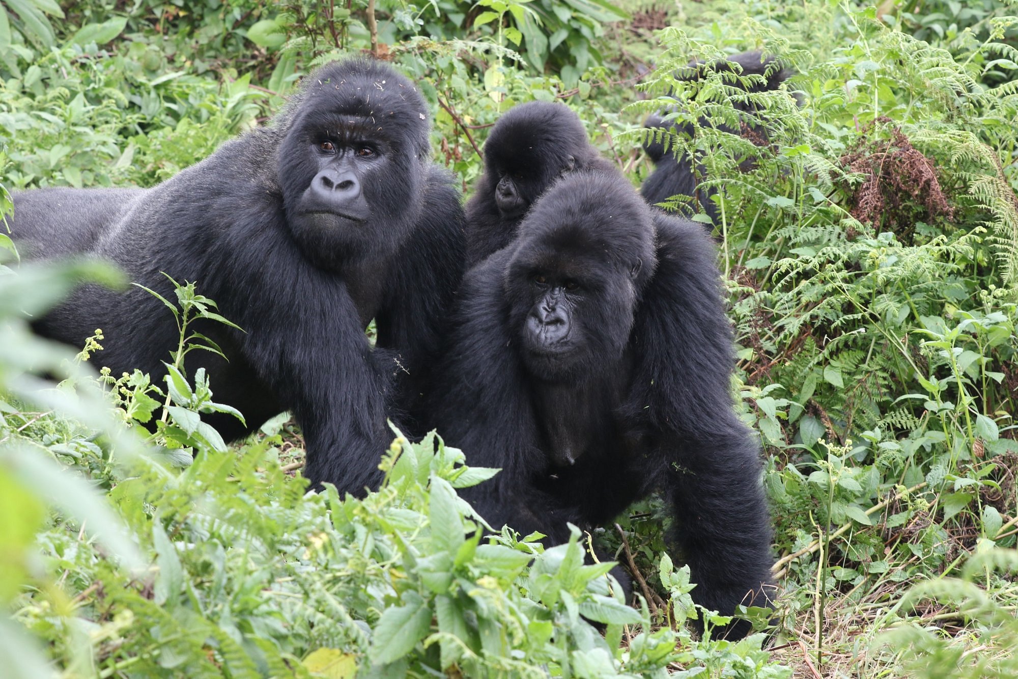 Cost of gorilla trekking in Uganda and Rwanda