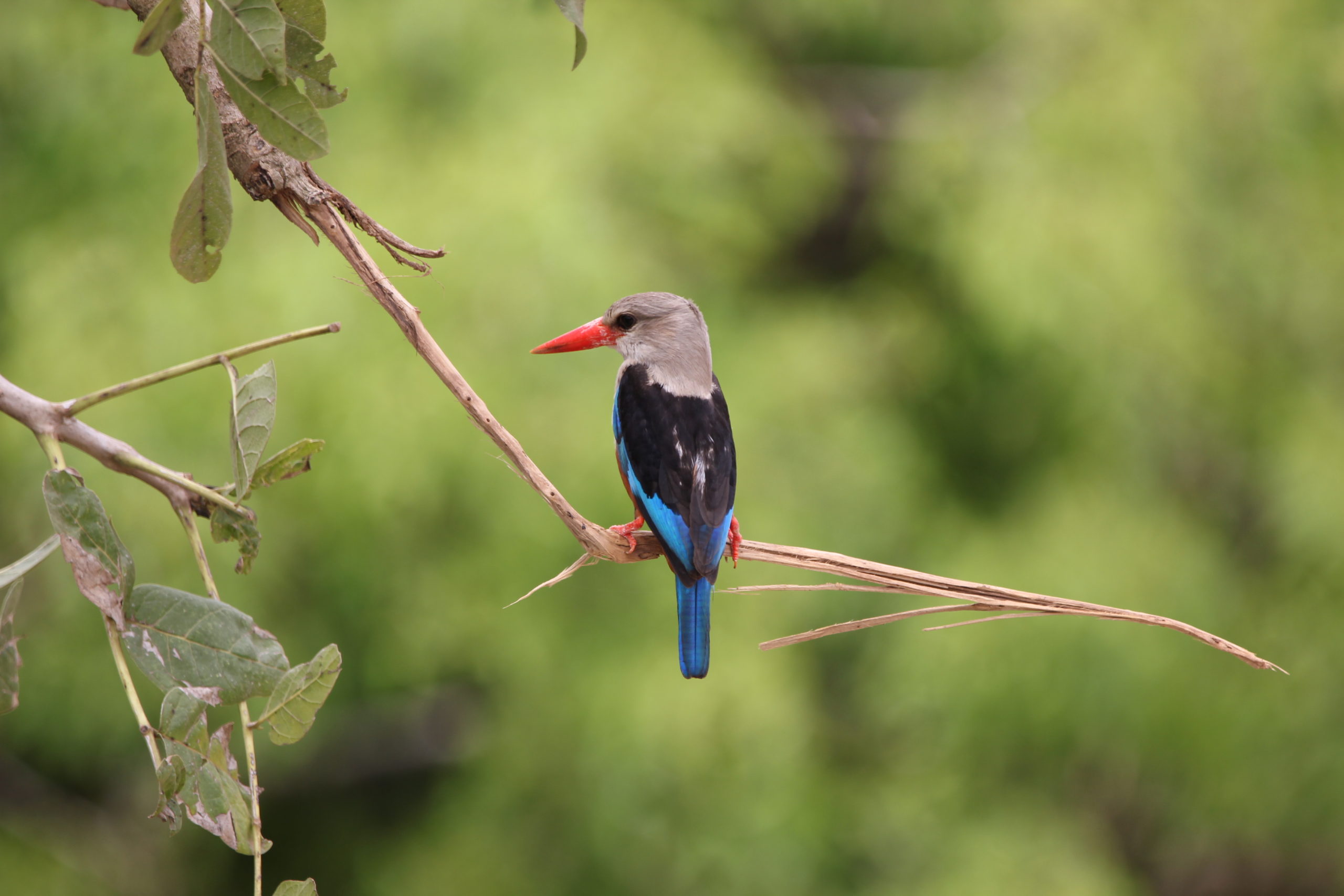 Birds in Kigezi Wildlife Reserve