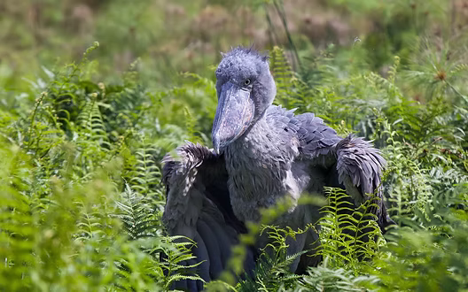 10 Reasons to visit Uganda