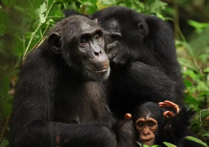10 Reasons to visit Uganda