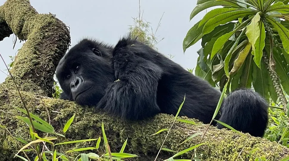 Best time to visit Bwindi National Park