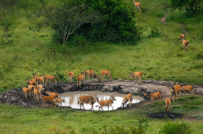 2 Days Lake Mburo Tour