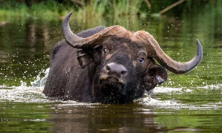 Uganda Wildlife