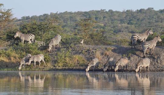 2 Days Lake Mburo Tour