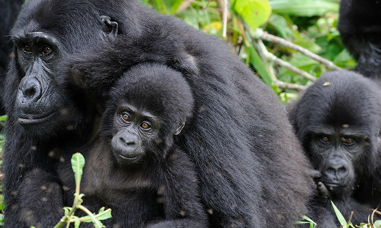 Best Time For Gorilla Trekking in Mgahinga Gorilla Park