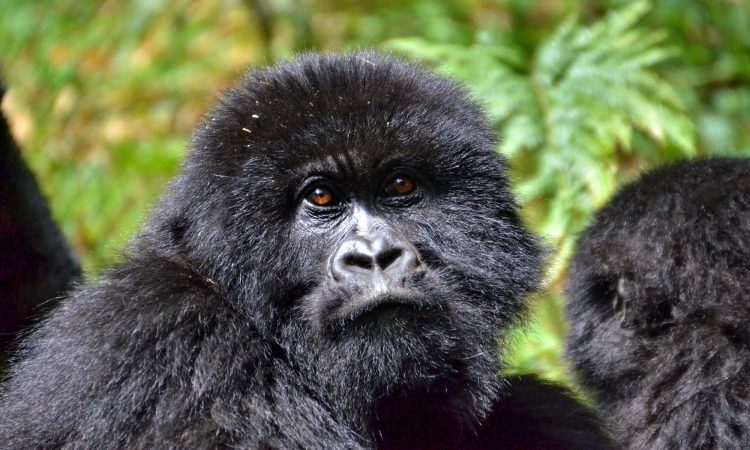 Virunga Mountains Gorilla Trek