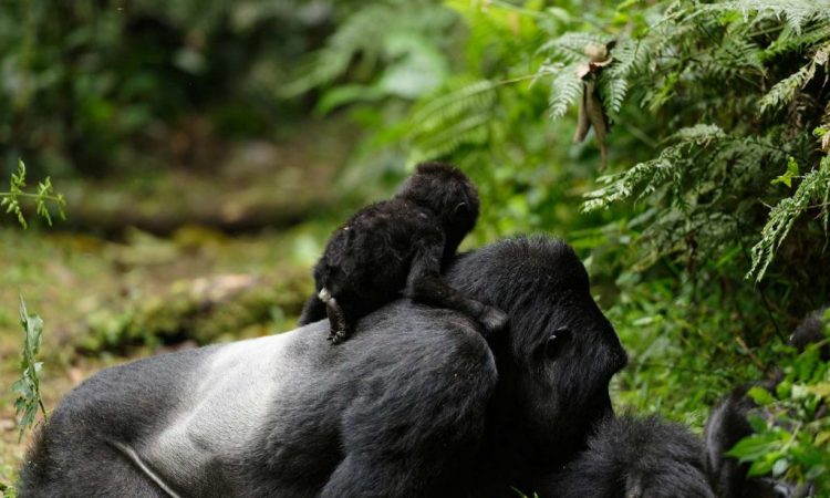 4 Days Double Gorilla Trekking