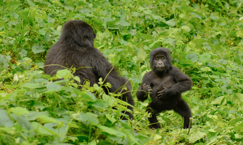 5 Days Uganda Gorillas and Chimpanzee Safari