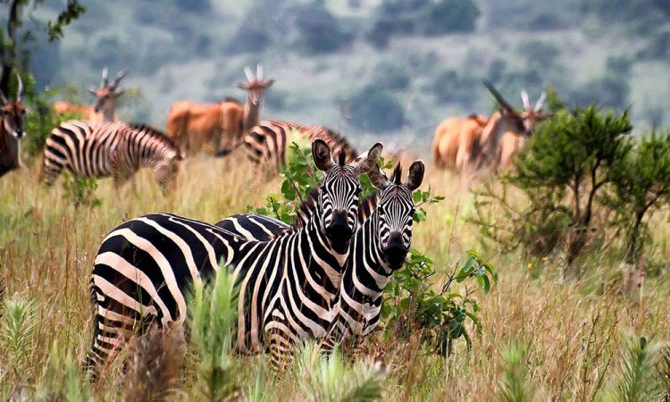 Uganda Wildlife