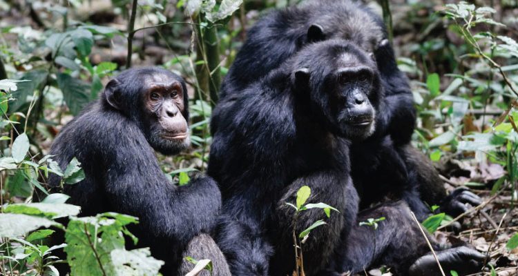 5 Days Uganda Gorillas and Chimpanzee Safari