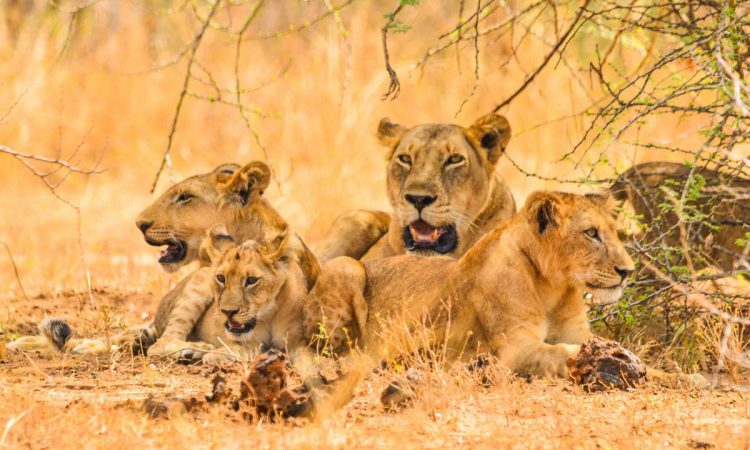 12 Days Uganda and Rwanda Safari