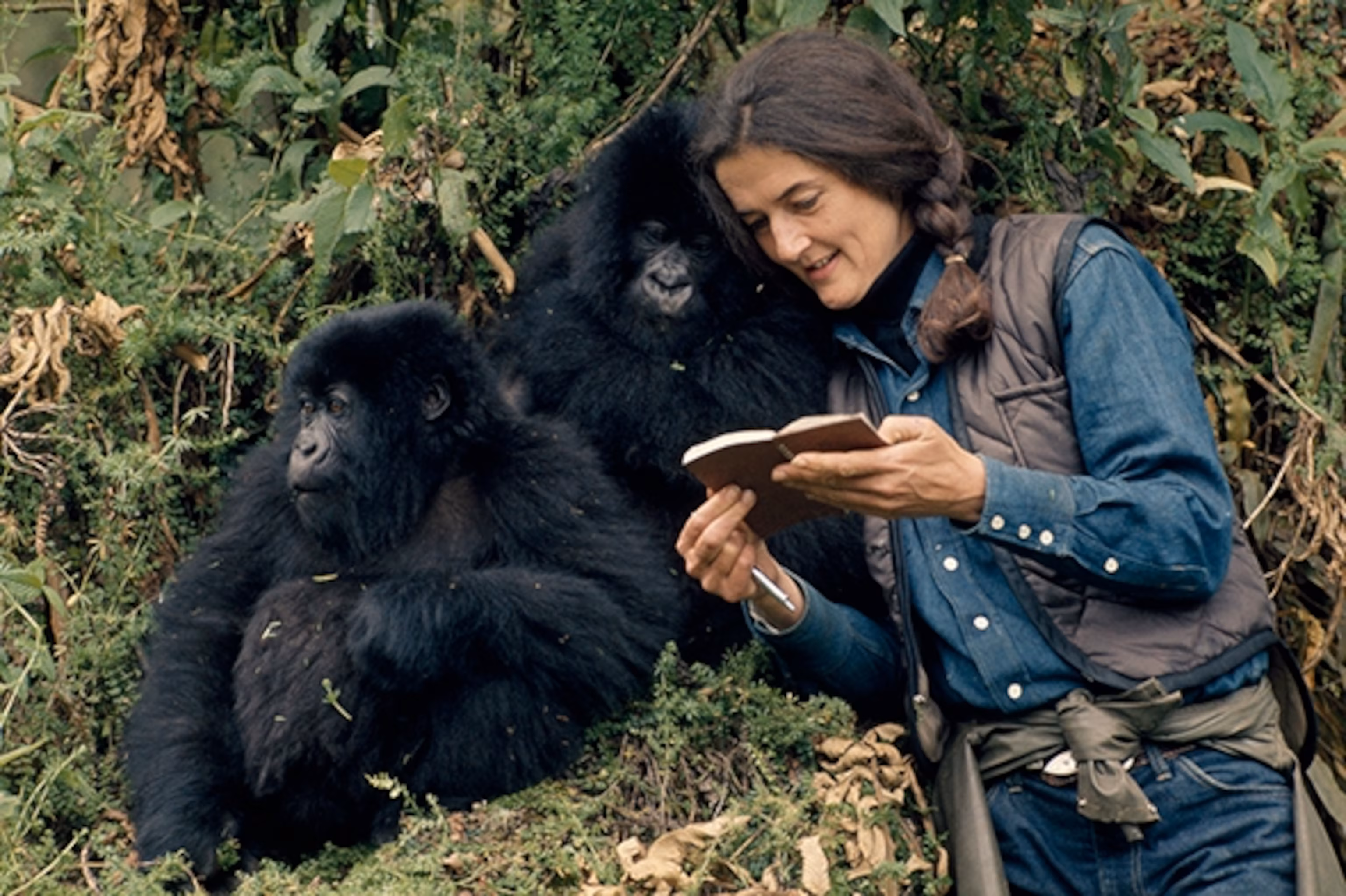 Are Mountain Gorillas Aggressive Towards Humans?