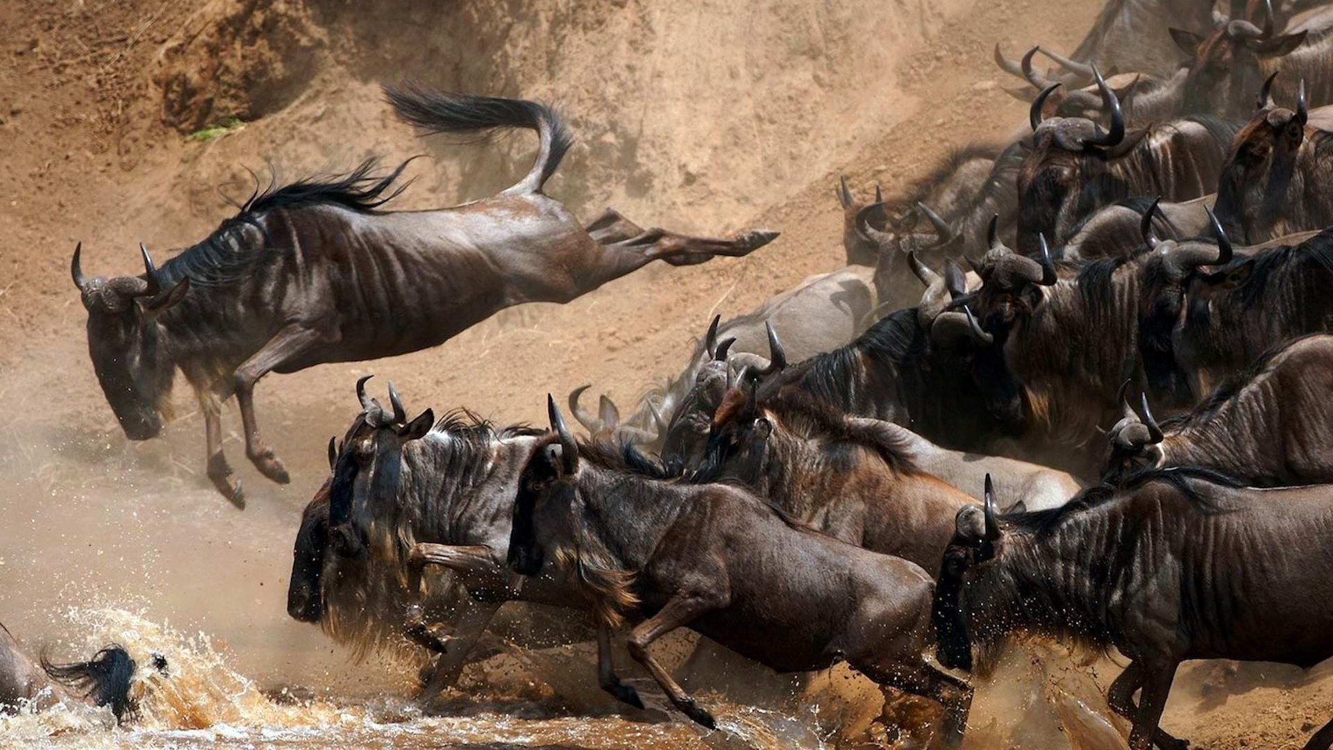 East Africa safaris