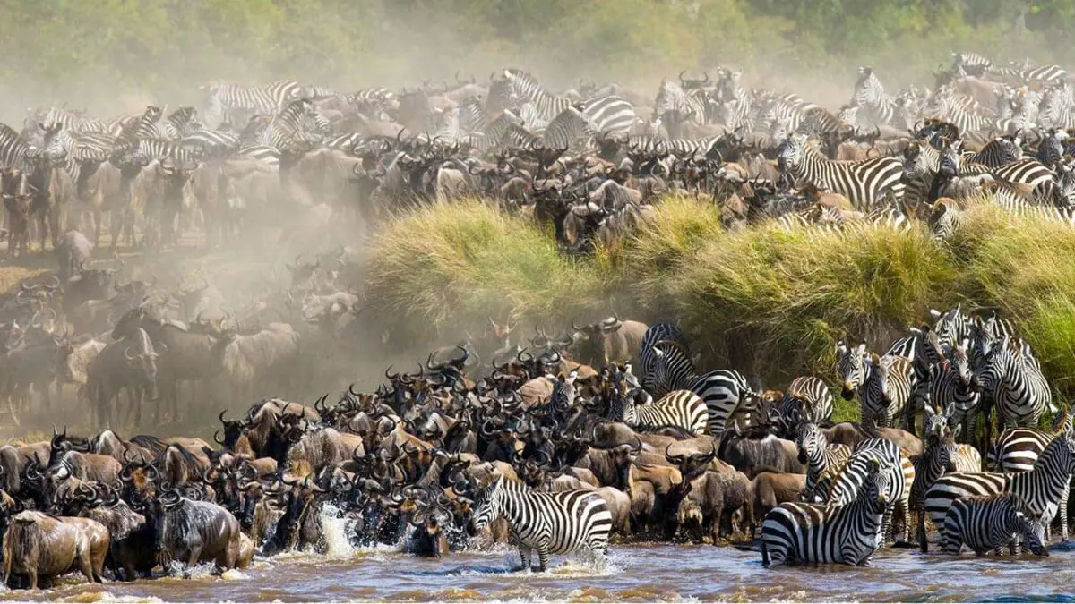 East Africa safaris