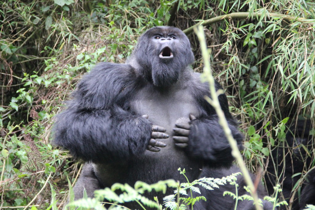 Are Mountain Gorillas Aggressive Towards Humans?