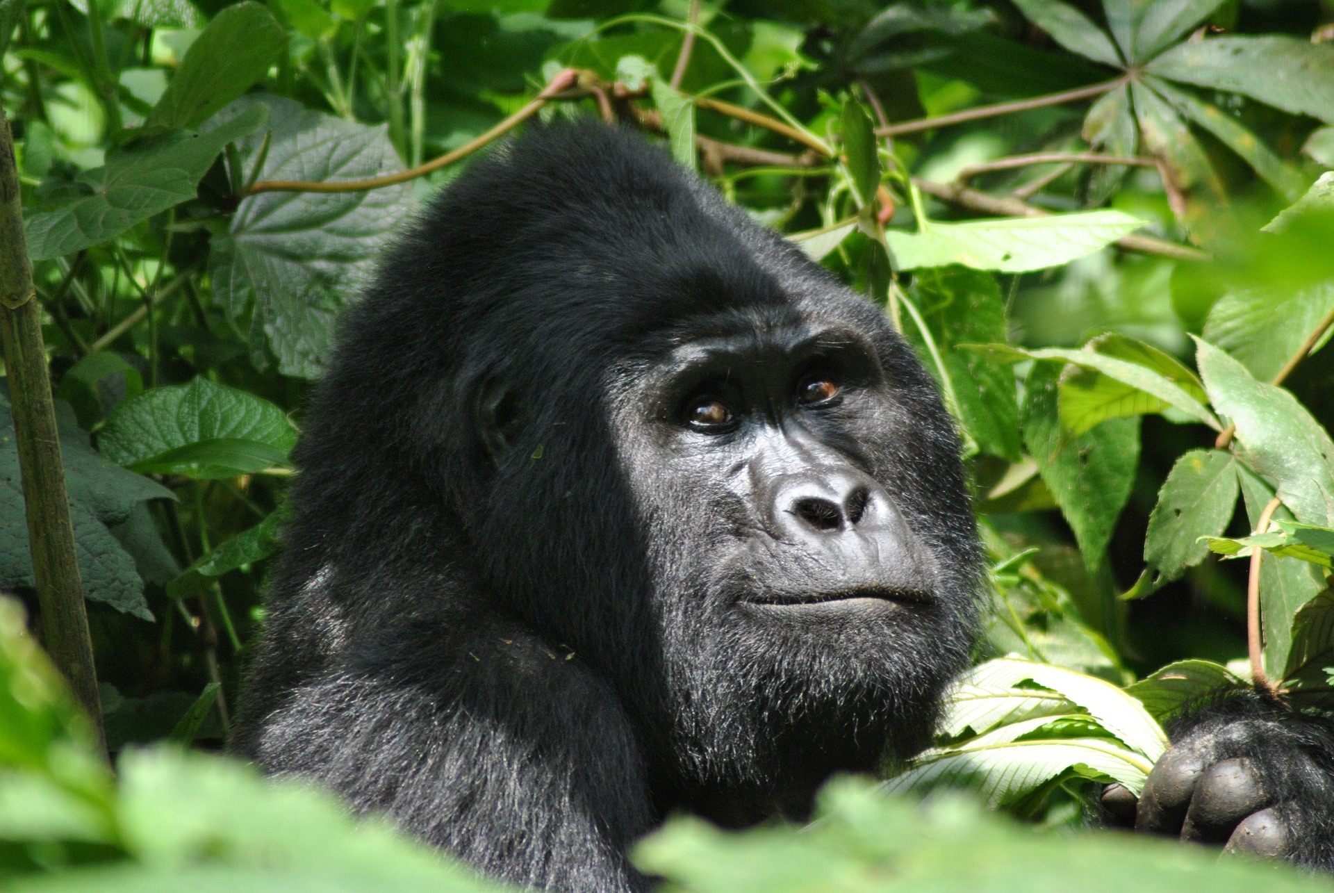 Features of a Mountain Gorilla