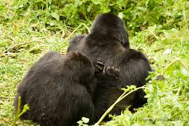 Are Mountain Gorillas Aggressive Towards Humans?