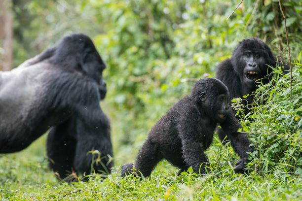 Mountain Gorillas