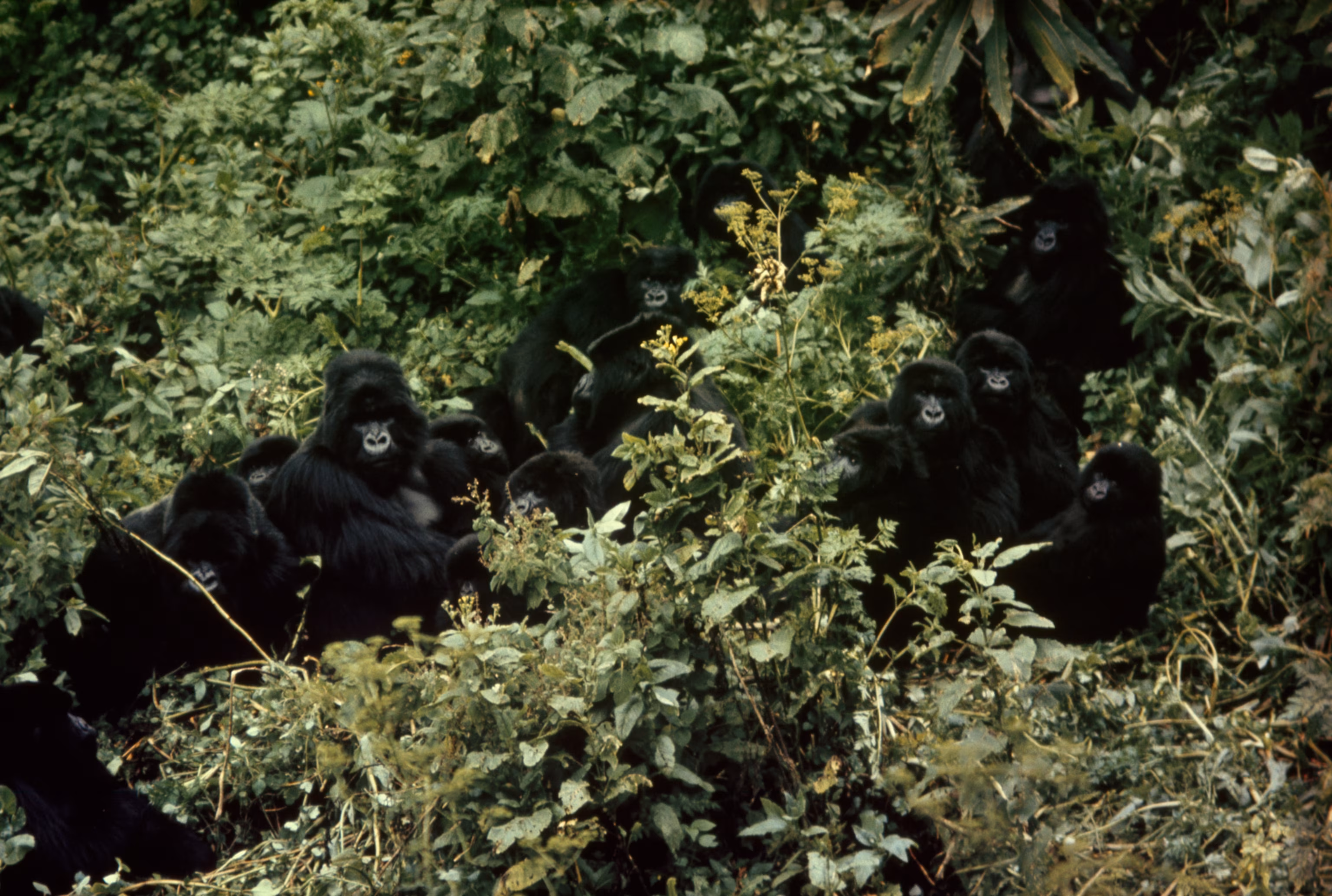 Mountain Gorilla Population