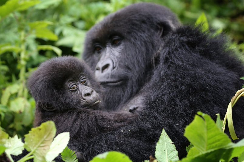 17 Days Uganda Safari