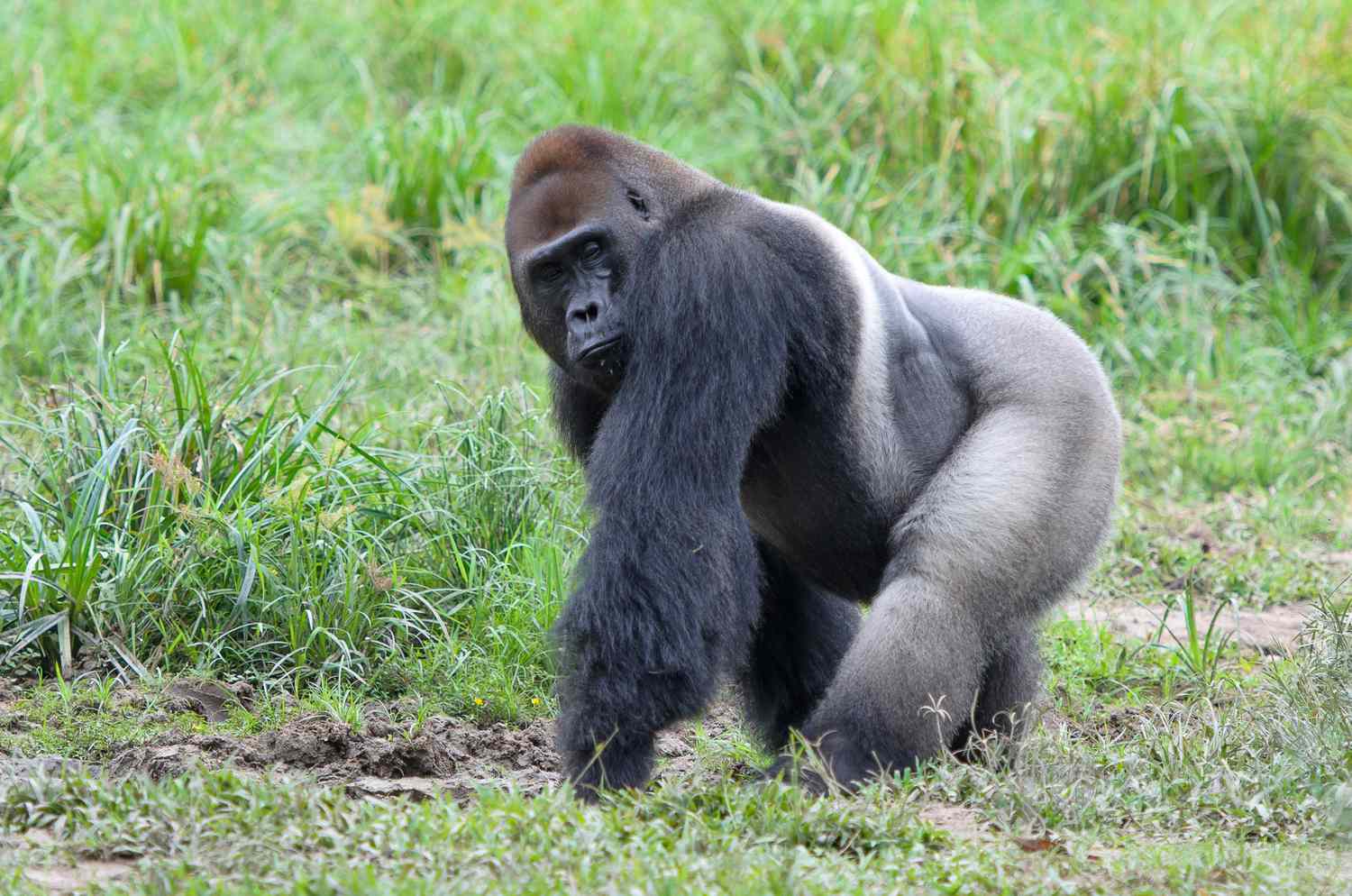 Virunga Gorilla Trekking