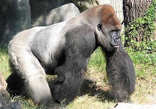 Lowland Gorilla Population