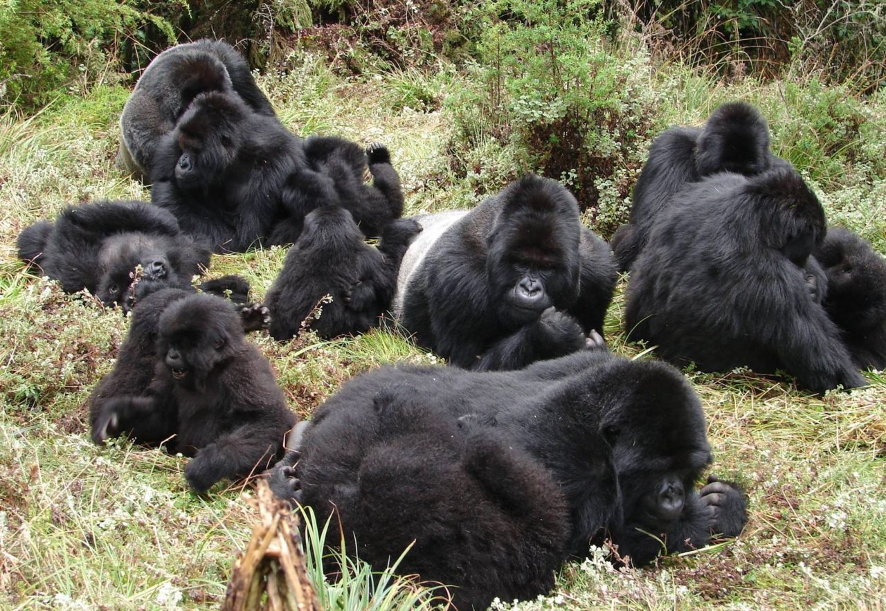 Mountain Gorilla Family