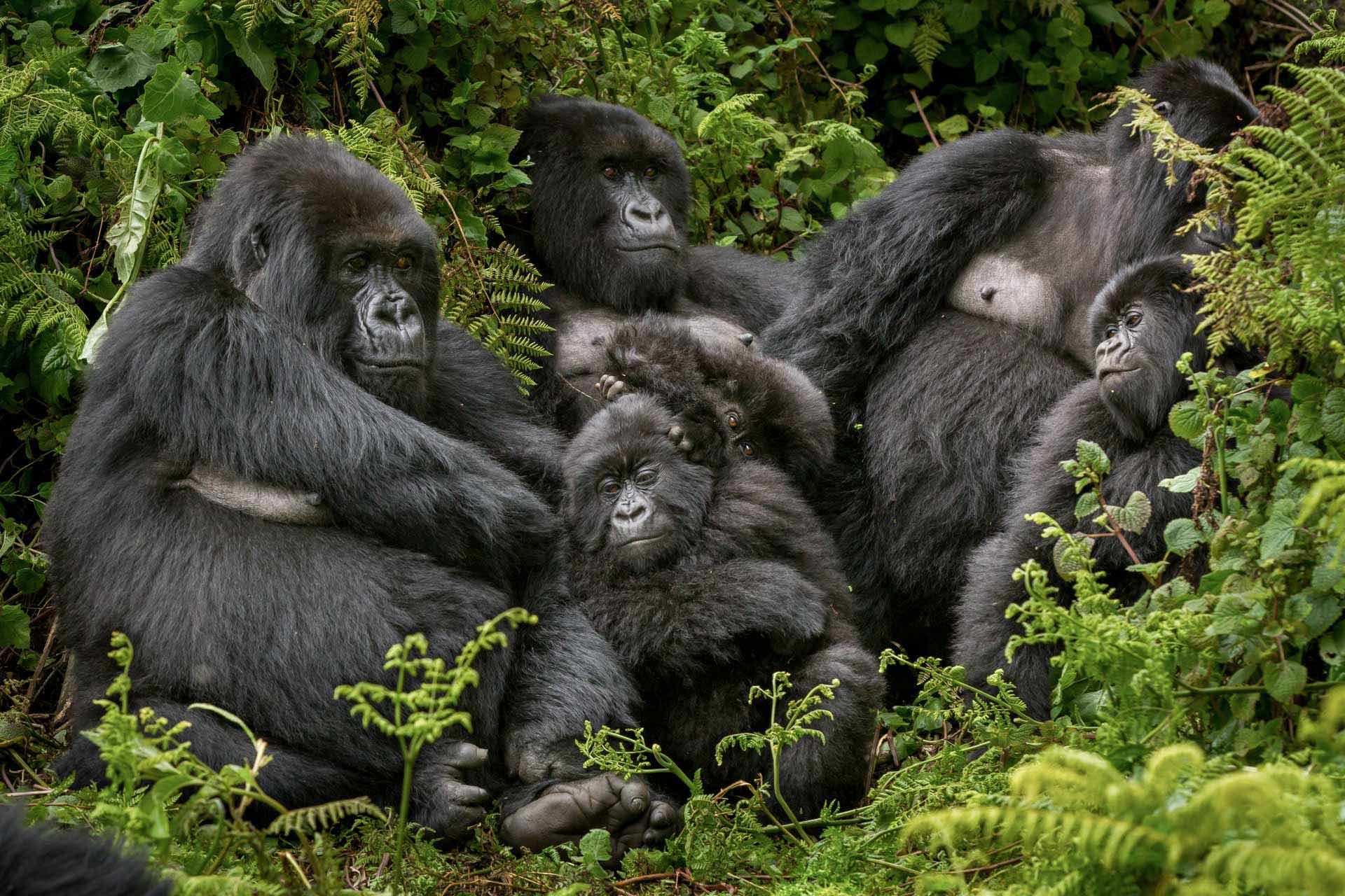 Mountain Gorilla Family