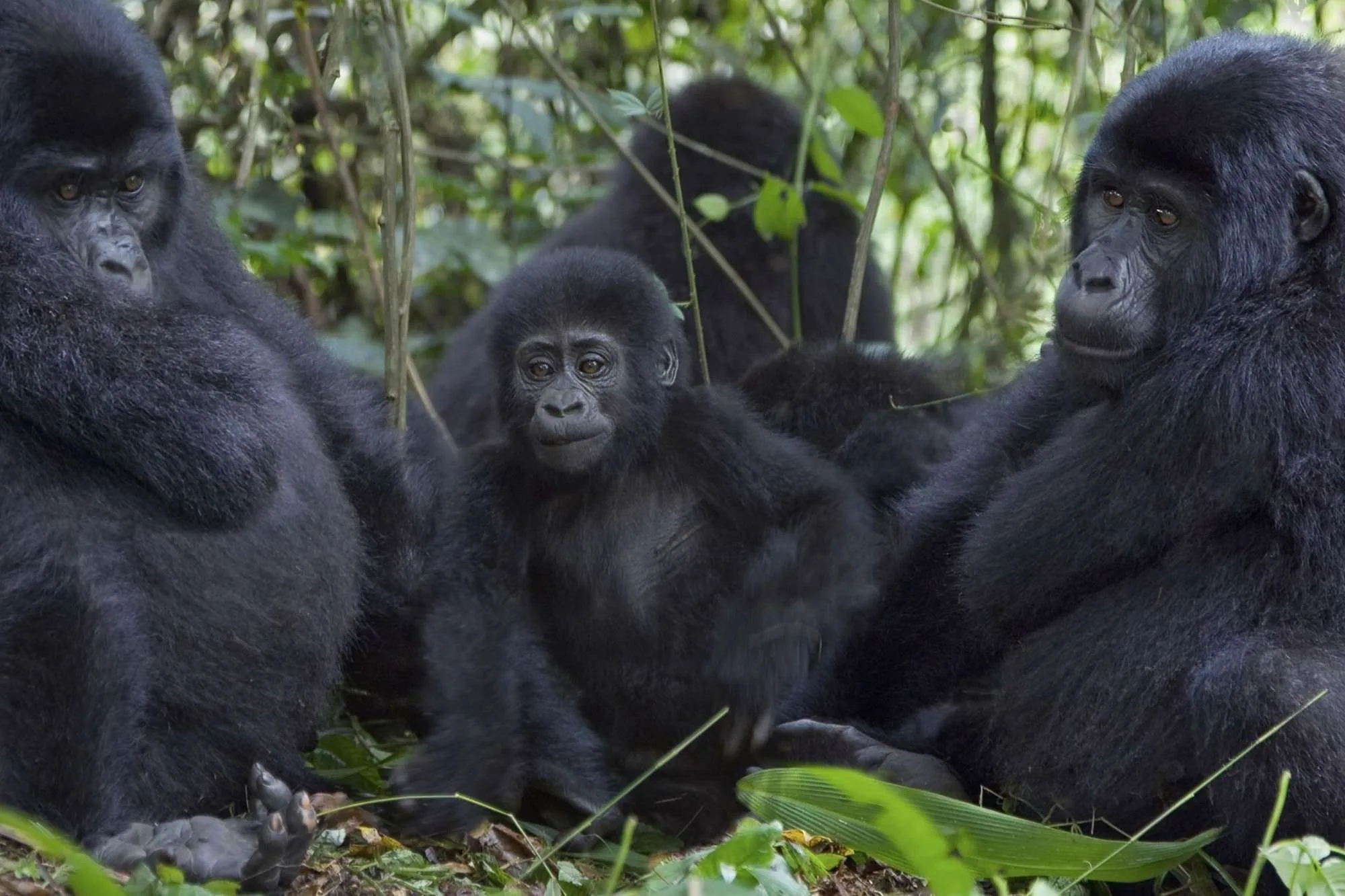 Mountain Gorilla Family