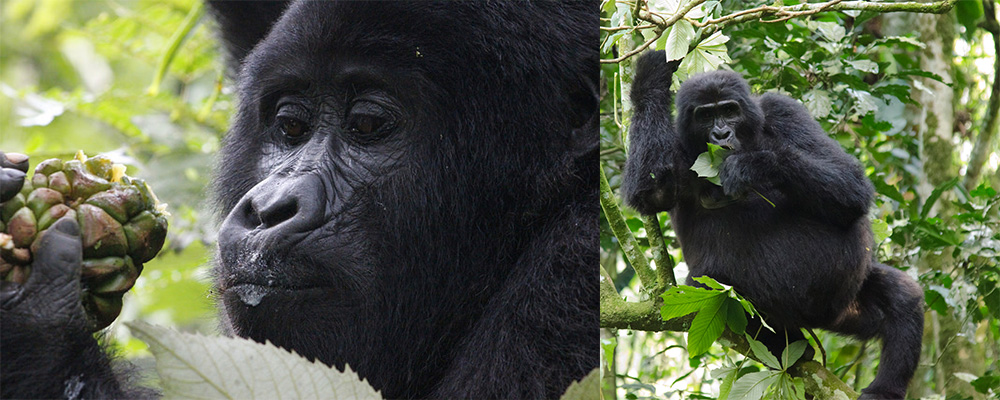 Cheap Gorilla Trekking in Uganda