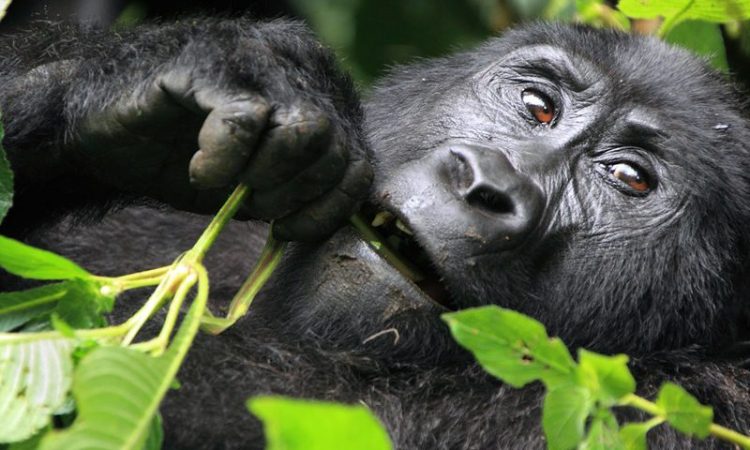 What Do Gorillas Eat in the Wild