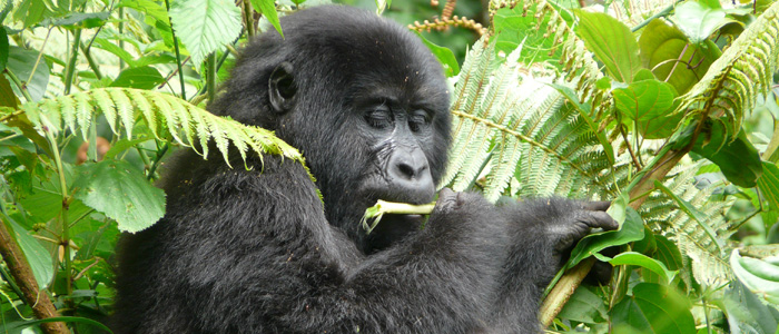 Mountain Gorilla Food Chain
