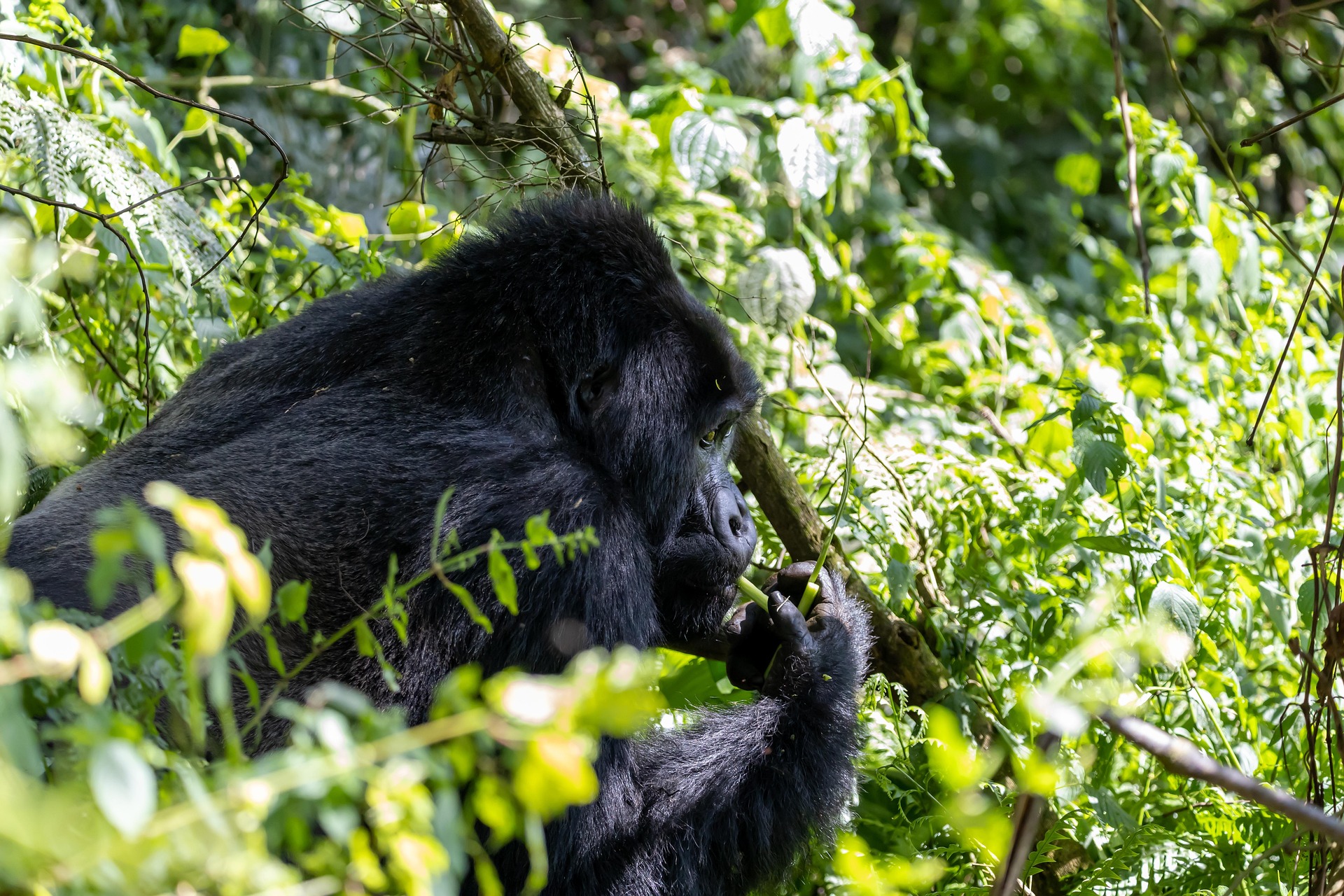12 Days Gorilla Trekking in Bwindi