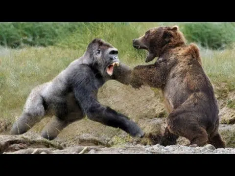 Grizzly Bear vs Silverback Gorilla