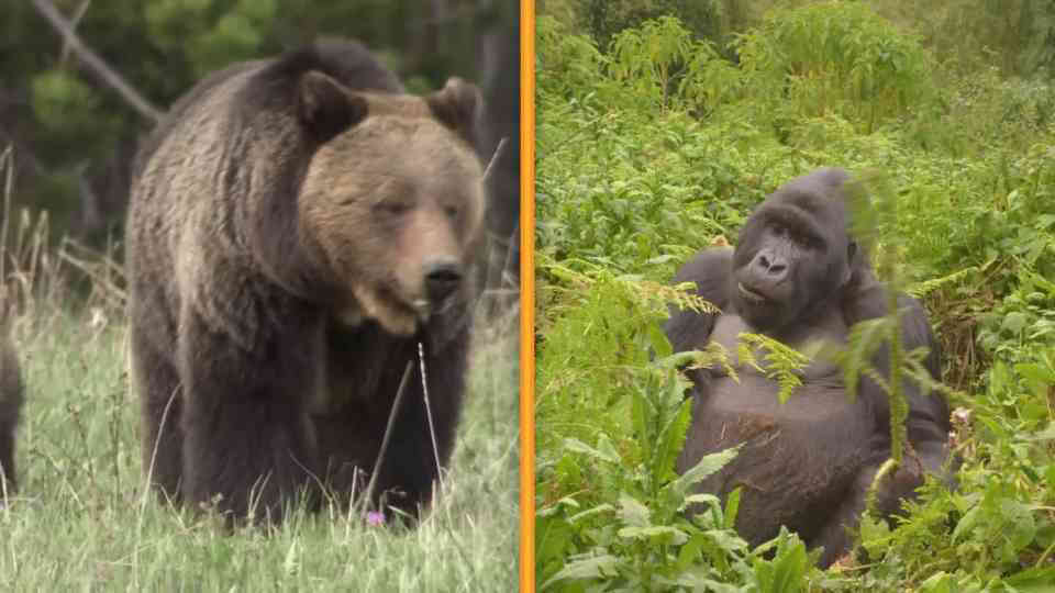 Grizzly Bear vs Silverback Gorilla