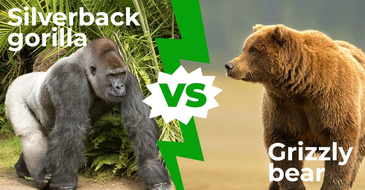 Grizzly Bear vs Silverback Gorilla