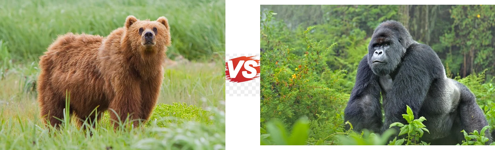 Grizzly Bear vs Silverback Gorilla