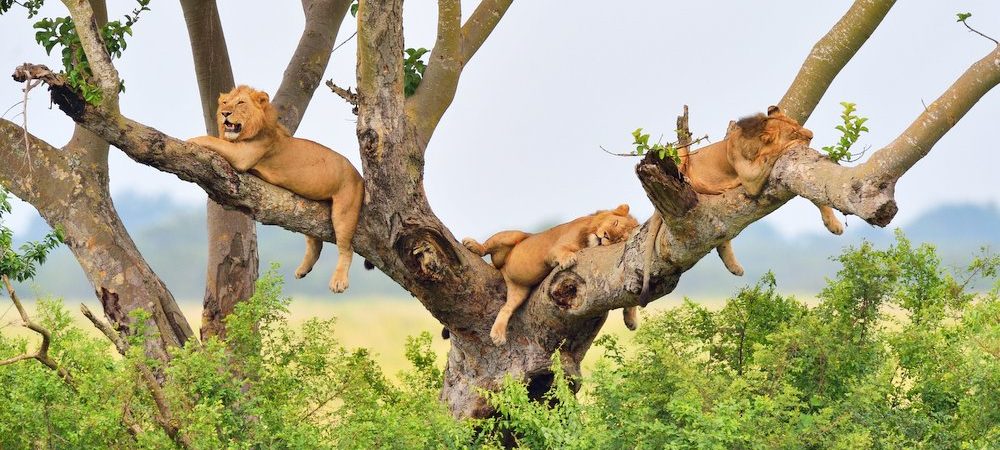 Uganda Safaris from Kigali
