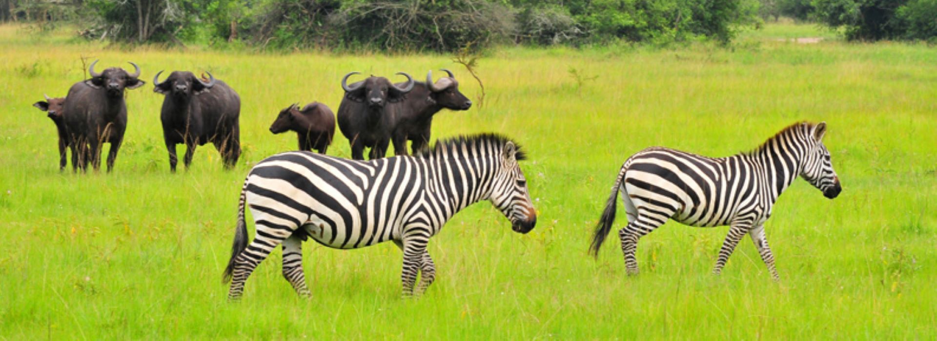 Uganda Safaris Africa
