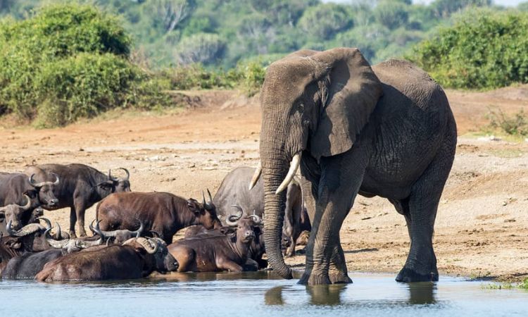 Uganda Safaris Africa