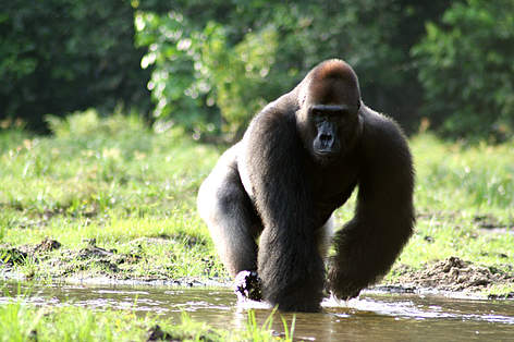 Virunga Gorilla Trekking