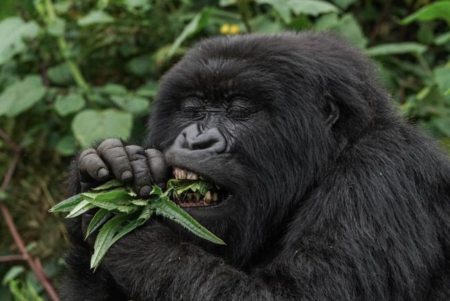 What Do Mountain Gorilla Eat?