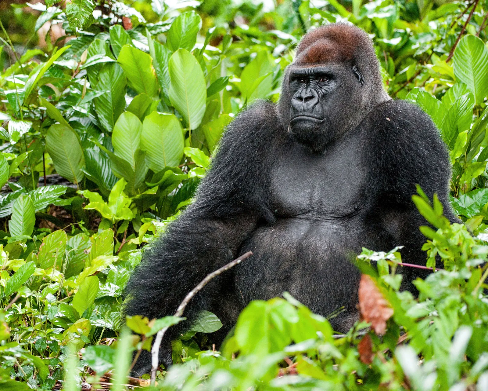 Lowland Gorillas