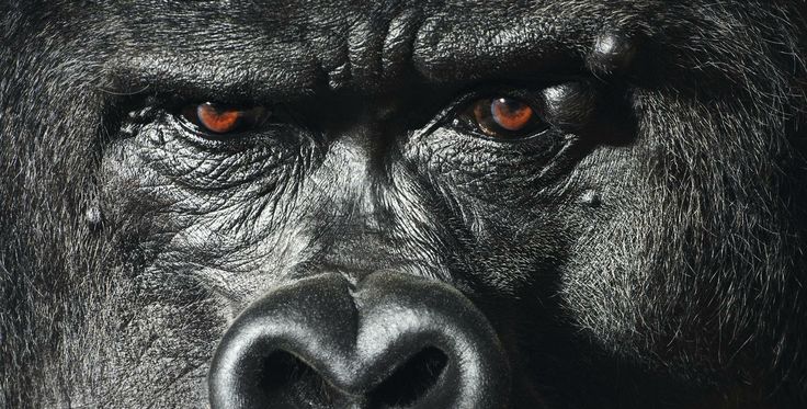 Mountain Gorillas Nose