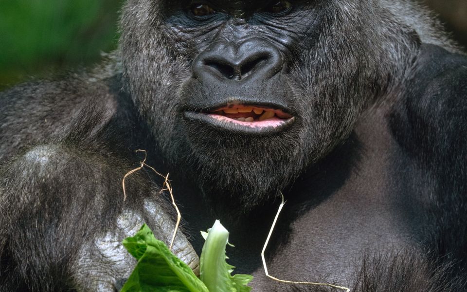 5 Days Uganda Gorillas and Chimpanzee Safari