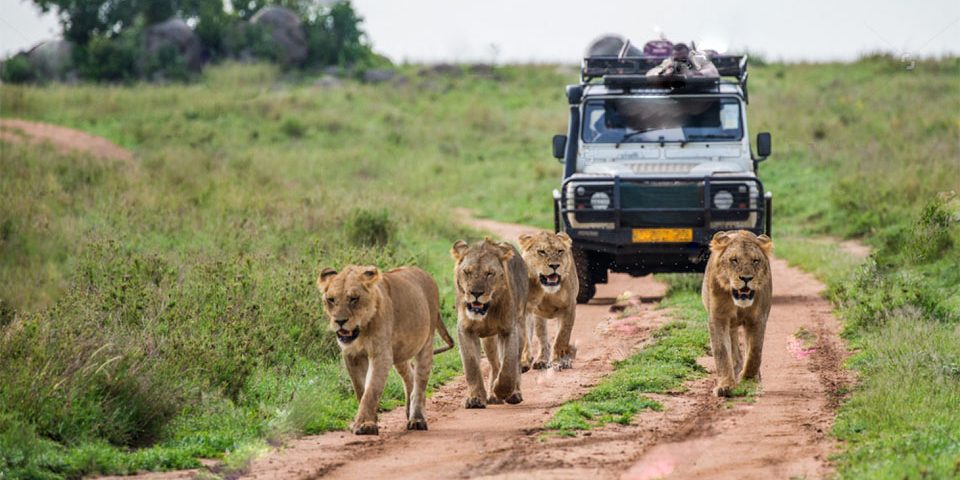 Uganda Safaris Africa