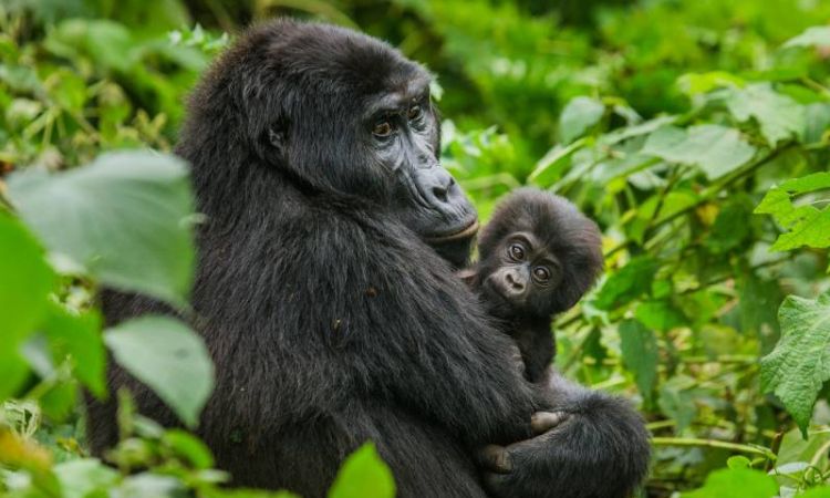 Uganda Safari Holidays: Pricing Guide