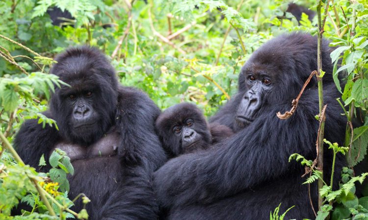 Uganda Safari Holidays