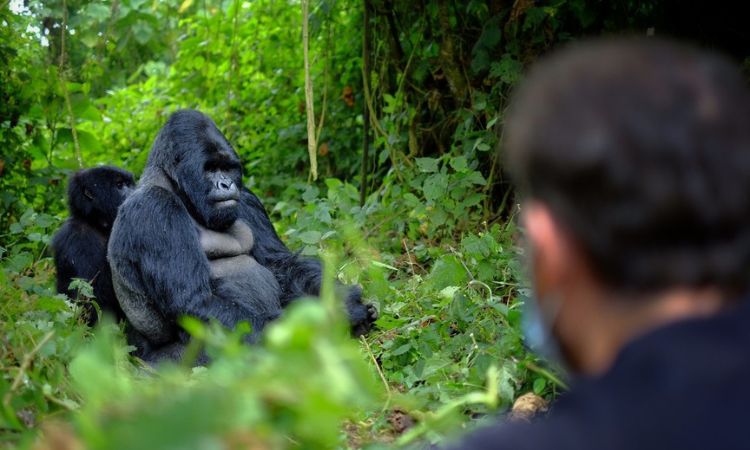 Uganda Safari Holidays